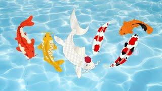 how do you make koi grow faster
