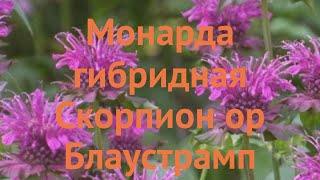 Монарда гибридная Скорпион ор Блаустрамп  обзор: как сажать, саженцы монарды Скорпион ор Блаустрамп