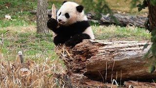 Baby Panda Climbs a Tree for the First Time