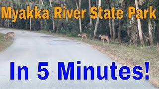 Myakka River State Park: RV Camping  Wildlife Encounters  𐂂 Trails in Florida's Natural Gem