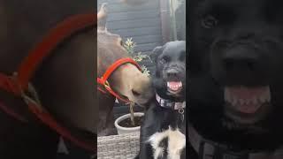 Dogs & Cats Fun!  #PetLaughs #FurryFunnies #PetLOLs #funnyshorts #funny#funnyvideo #trendingshorts