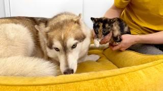 A Tiny Kitten Scared My Husky! Unexpected Dog Reaction