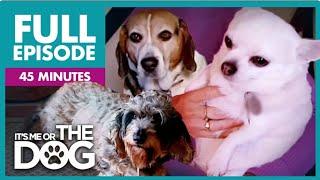 The Fattest Dogs Special: The Chunky Trio | Full Episode | It's Me or the Dog