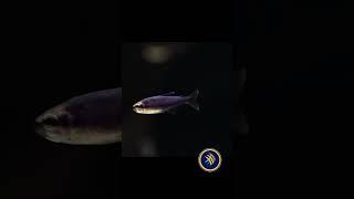 Super Blue Kerri Tetra