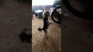 Танцующий Йорк пёс #animals #love #shorts #dog #dancer #home