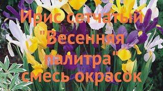 Ирис обыкновенный "Весенняя палитра" смесь окрасок  обзор: как сажать, луковицы ириса