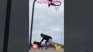 New funny Animail dog video #shorts #youtubeshorts