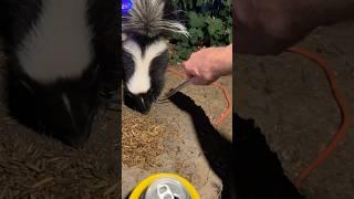 Pulling A Foxtail Off Of A Skunk #backyardwildlife #foxtail