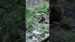 mongoose ( nebla) mating season