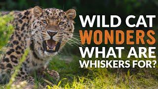 What are WHISKERS For? | Wild Cat Wonders | Episode 9