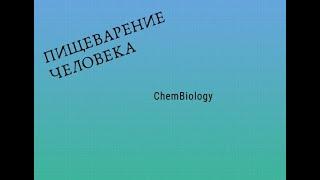 Пищеварение человека