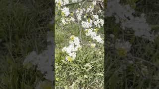 Любимая деревня
