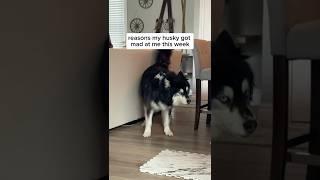 Honestly, my husky ain’t wrong to be mad… #Husky #Huskies #DogVideos #FunnyDogs ￼