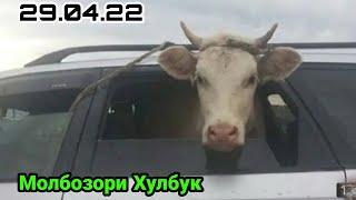 Молбозори Хулбук Нарху навои имруза Бука Гусфанд Гови гусаладор 29 апреля 2022 г.