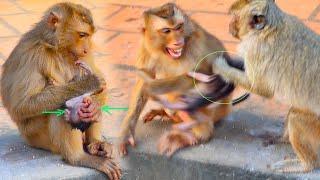 Due to feeling W0rr!ed, Momma Monkey Ramy trying to taake her baby back from adult monkey