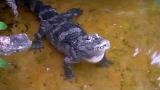 Chinese Alligator bellowing