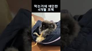 먹는거에 초예민한 성질난 포메라니안