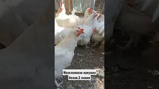 Мехеленская кукушка белая #дарьиндвор