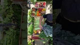 One year supply of food grown in our small backyard urban garden