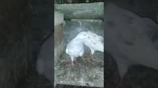 Slata Choha Pair Uk