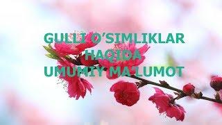 Gulli O'simliklar Haqida Umumiy Ma'lumot.