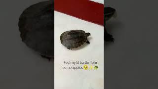 Feeding my rurtles some apples!He enjoys it!#turtles #turtlesquad #cute