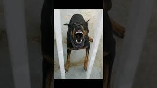 angry and scary dog sound#angry #dog #sounds