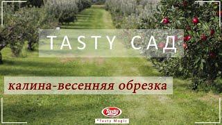 "Tasty сад"  Калина весенняя обрезка