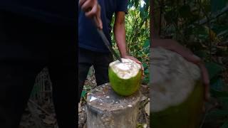 Solo Camping in the Wild: Coconut Water Extraction & Jungle Adventure #survival #bushcraft #wildlife