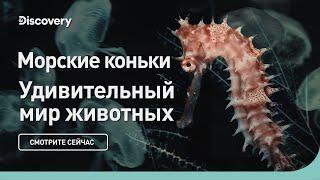 Морские коньки | Удивительный мир животных | Discovery