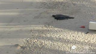 Hawaiian Monk Seals Rocky And Her Pup Kaimana Honolulu, Hawaii Live Cam