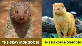 Mongoose 101 - Interesting Facts about Mongooses