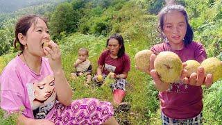 Herding cows & bullocks. Me, Dima & Saya Hang || Eating Local fruit दिमा र साया हाङ संग गोठालो गरेको