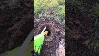 Best Way To Bait In Hogs! Works Every time #bait #tricks #feeder #hogs