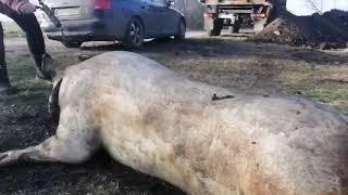 первый раз, разделка и обработка свиньи