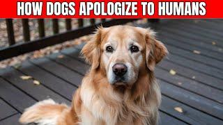 How Dogs Apologize to Their Humans