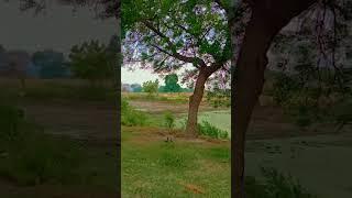 mini vlog #short#vidio,️️