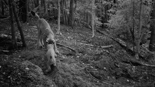 Two lynx kittens playing by the badger sett