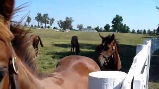 Darby Dan Farms- Versailles, Ky  Horse Farms- Weanling thoroughbred colts and fillies in pasture.