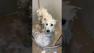 关于我养了一只熊版萨摩耶 #萨摩耶 #萌宠出道计划 #狗狗 #小狗日记 #养狗