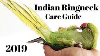 Indian Ringneck Parakeet Care Guide