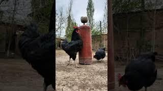 Top 4 Big Giant roosters #куры #товук #chicken #tovuqlar #shamo #дакан #qora #shaxzoda