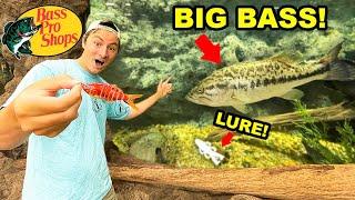 Bass Pro Shops Fish PICKS My LURES Fishing CHALLENGE (BIG FISH CAUGHT!)