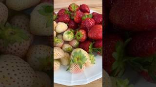 Strawberries vs Pineberries