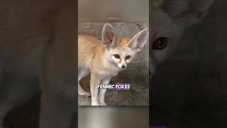 fascinating animal facts that will leave you speechless!