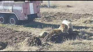 Удивительное видео! Обитателям Тайгана нравится валяться в навозе.. #тайган #крым #львы