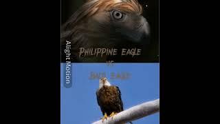 Philippine Eagle Vs Bald Eagle