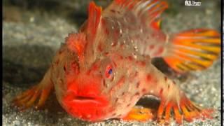 Red Handfish (Thymichthys politus) from Tasmania, Australia - walking