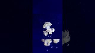 Immortal jellyfish #shorts #shortsvideo #ocean #science #facts #fact #factshorts #factvideo #top