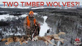 Wolf Hunting with Sandy River Outfitters TWO 4 ONE